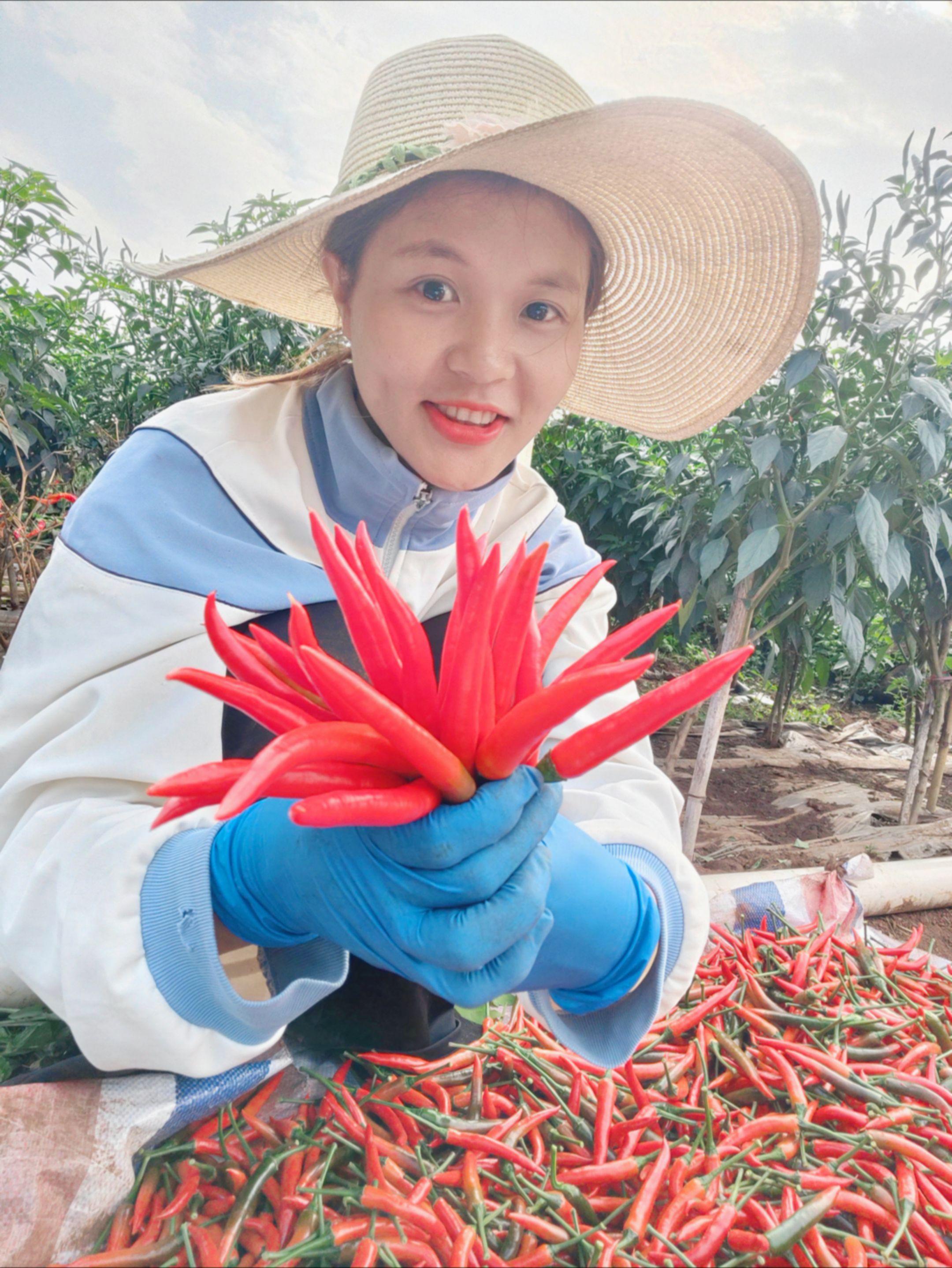 辣椒采摘🌶️自家种植