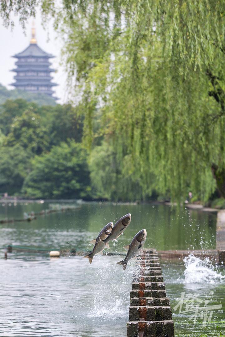 上联：水清鱼跃千层浪，
下联：雪落群山万壑花，
下联：风动松涛数点星。