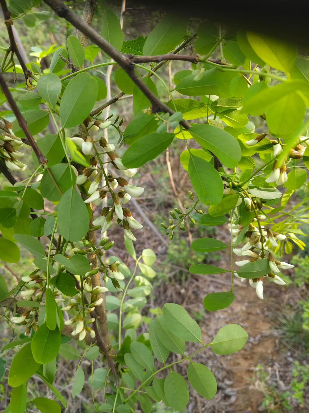 知道这是什么吗？