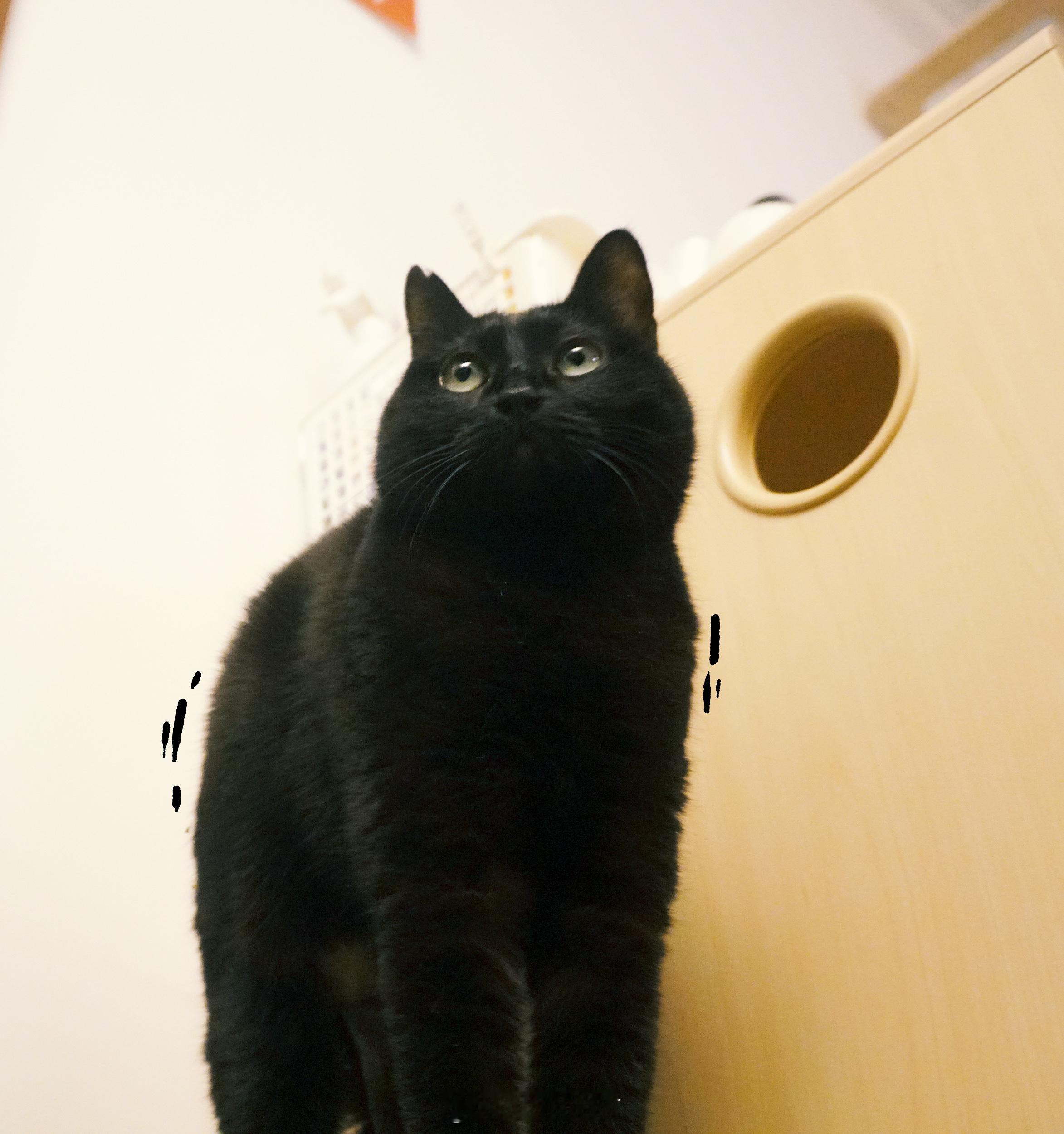 把自己拉長！看能不能變成九頭身#蝦蝦不可以太可愛# ​​​