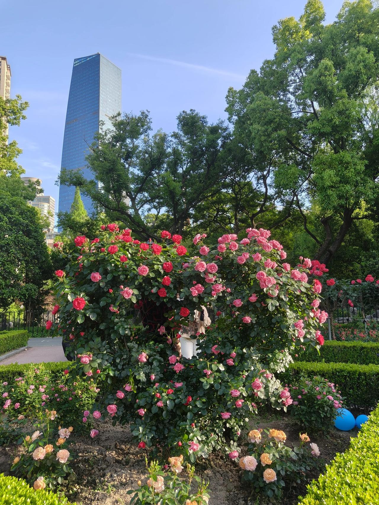 初夏赏花🌸随手拍实景图分享！

花卉节之长宁区中山公园站~🌿