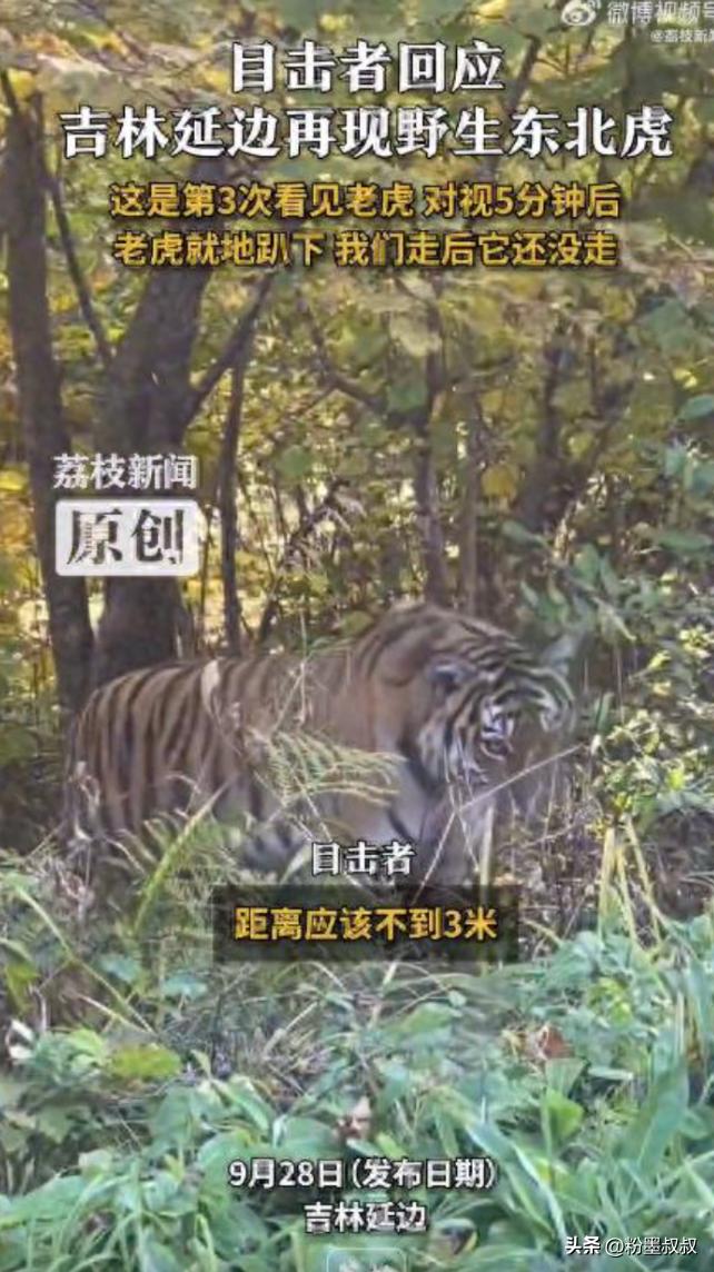 “胆大的没边了！”吉林延边，一男子停车在路边休息时，突然看到野生东北虎朝他走来，