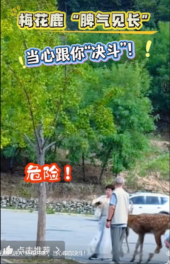 9 月 26 日辽沈晚报报道，每年 9 至 10 月，活跃在大连滨海路一带、被网