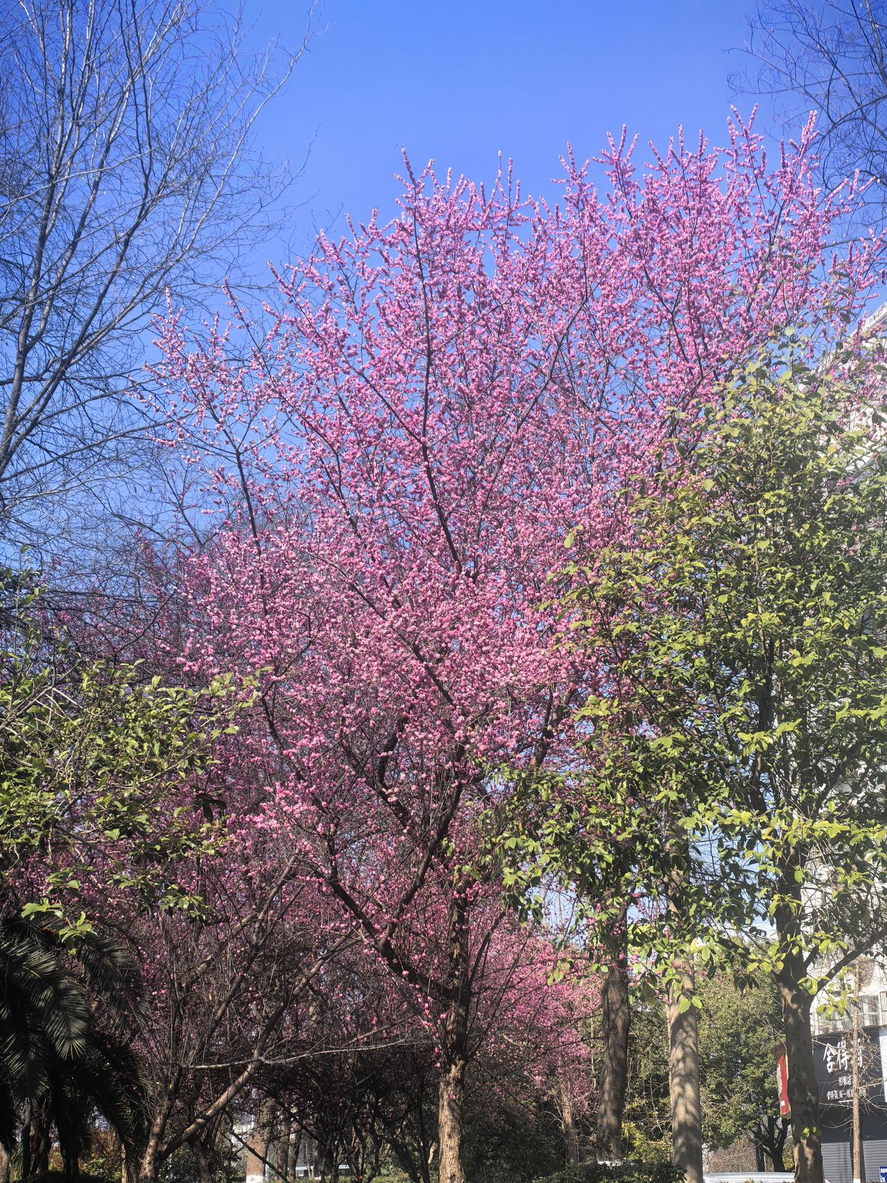 春风送暖花先知！
​远看以为是假的，没想到是真花开了！