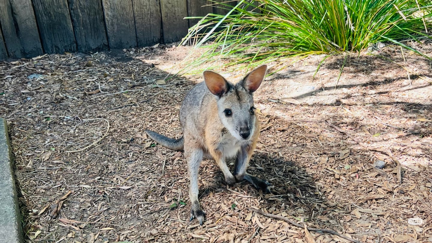 张晚意生活手记挣个积分🦘 