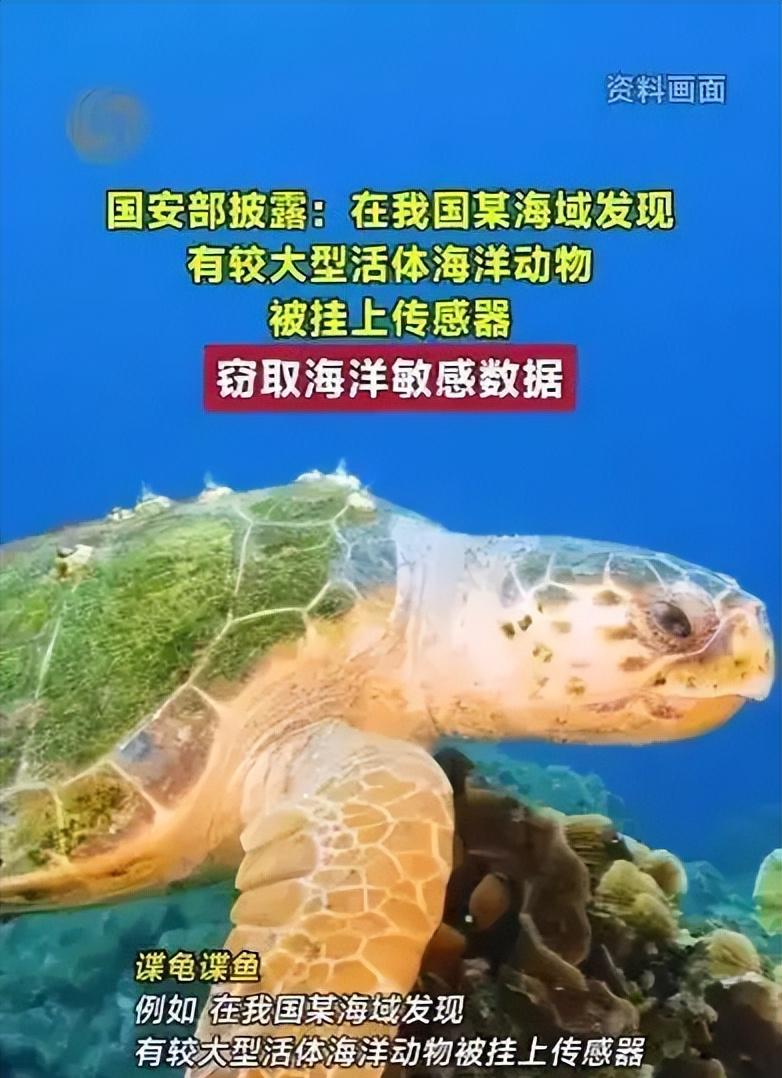紧急预警！境外间谍无孔不入，我国海域惊现“间谍龟间谍鱼”！6月12日国家安全部重