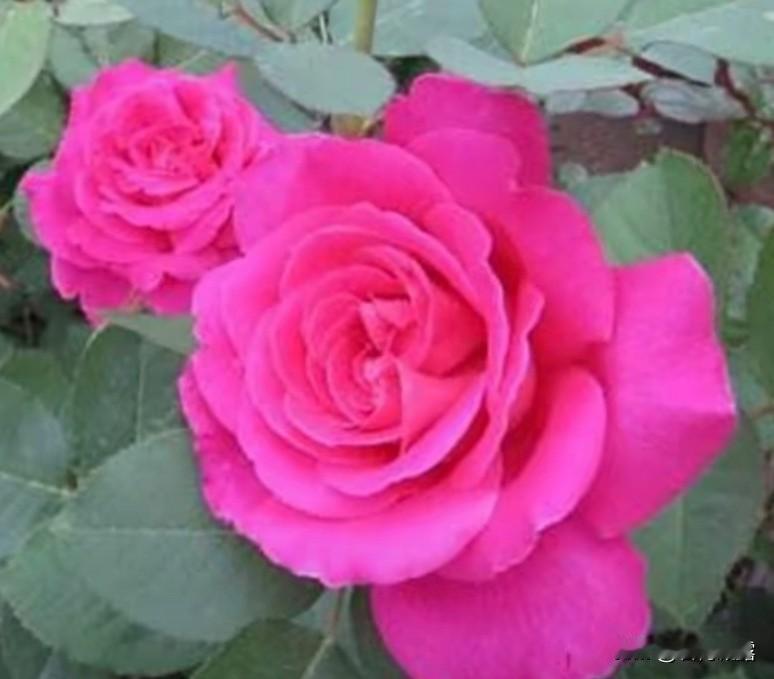 一组蔷薇花分享欣赏。
蔷薇盛放，是暮春与初夏的温柔约定，每一朵都是时光写给季节的