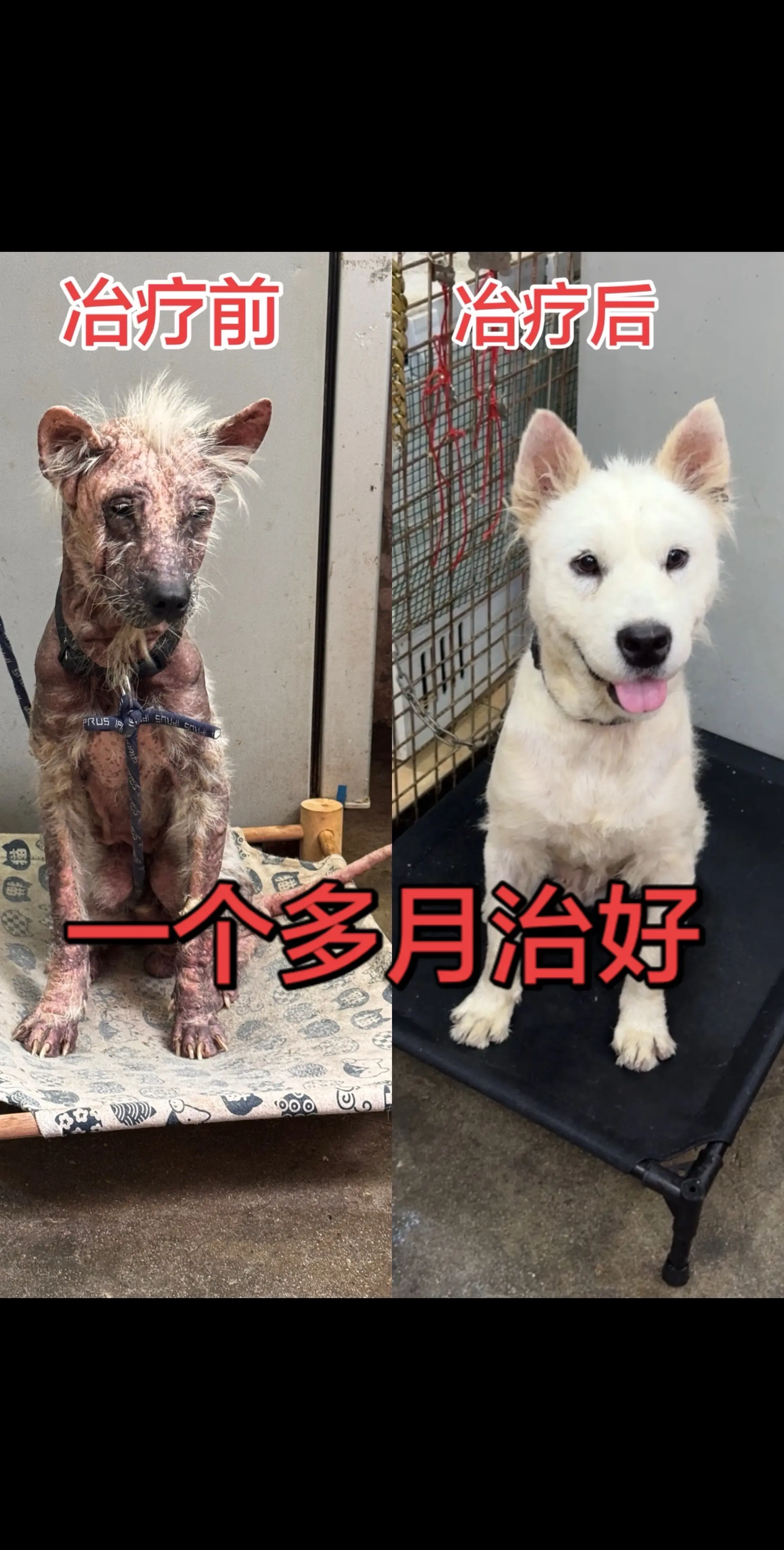 家里狗狗经常这样挠痒痒，一直啃咬自己身体，甚至大面积掉毛，一定要给它吃...