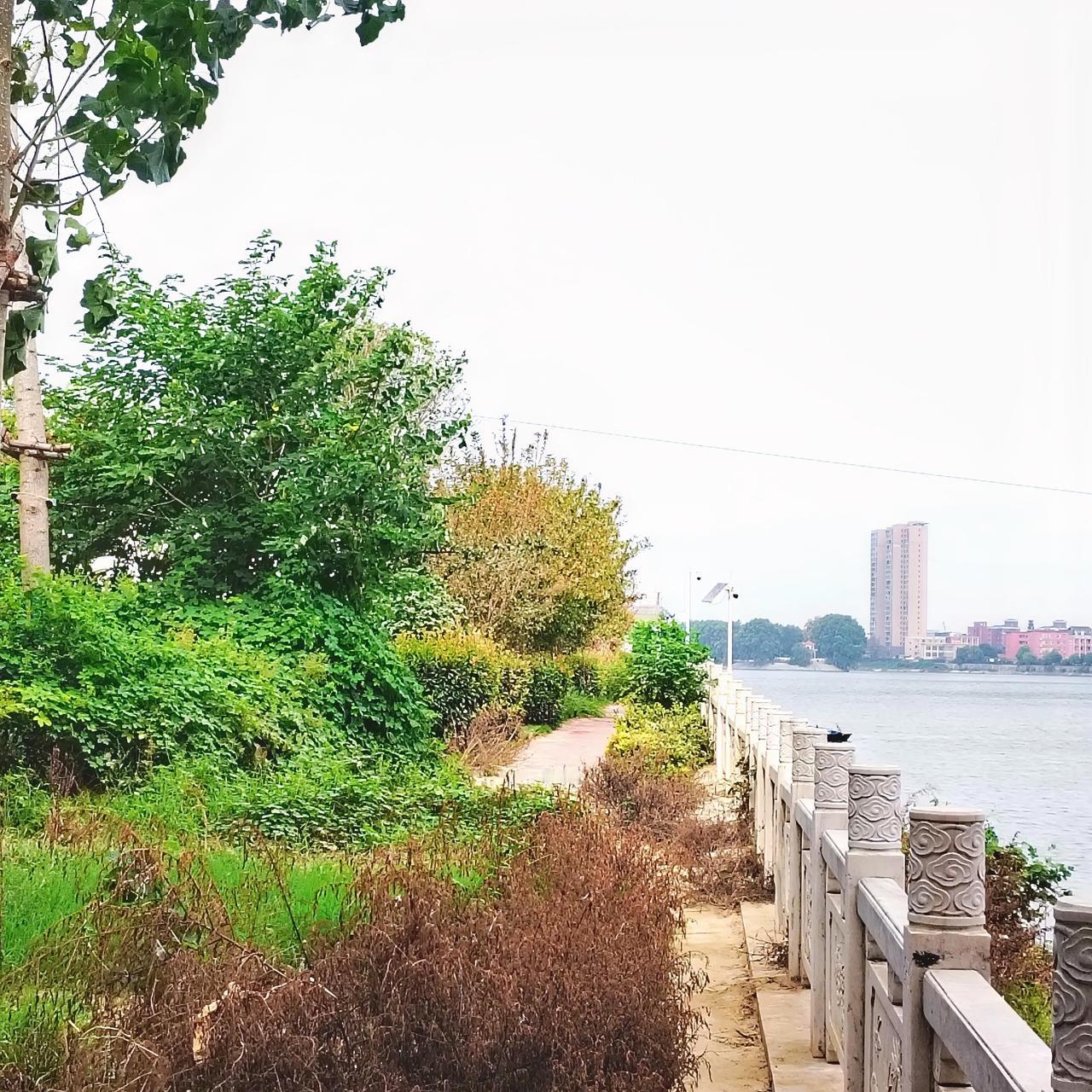 前天上午，去沈丘兆丰大道大桥下面迎滨公园散步，看到公园里的美景，拿起手机随手拍了