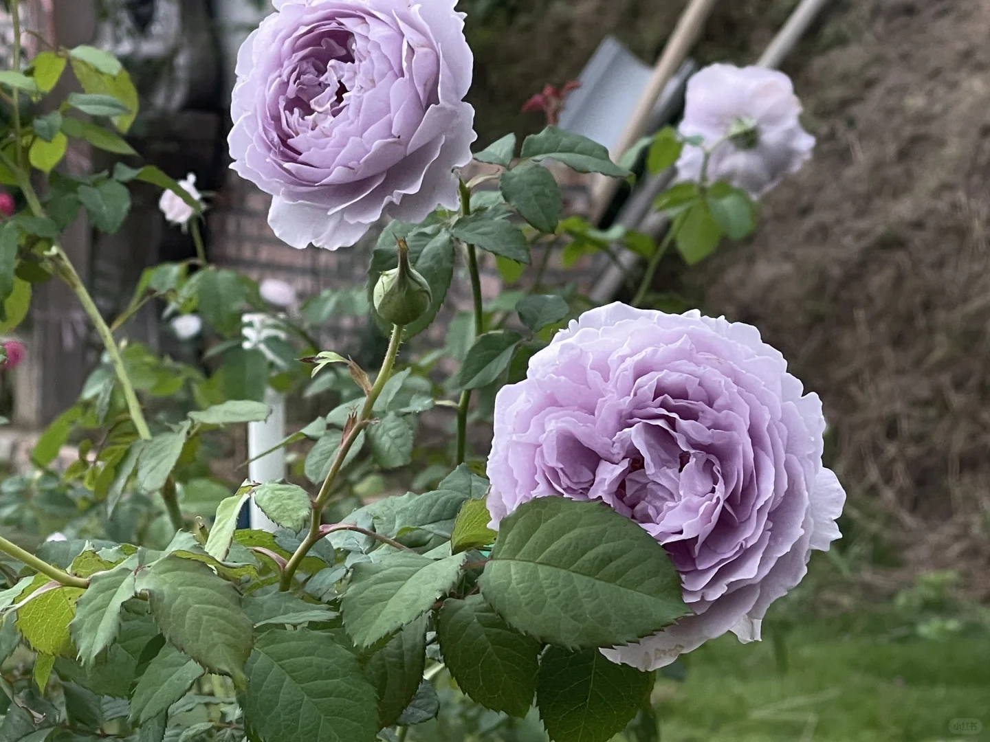 隐隐青秋花谢幕