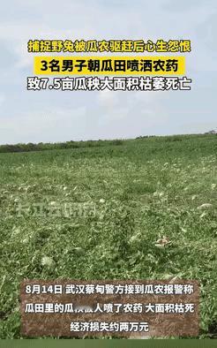 心眼也太坏了吧！湖北武汉三个男的，去瓜田里抓兔子，把瓜秧踩得乱七八糟，被瓜农赶了