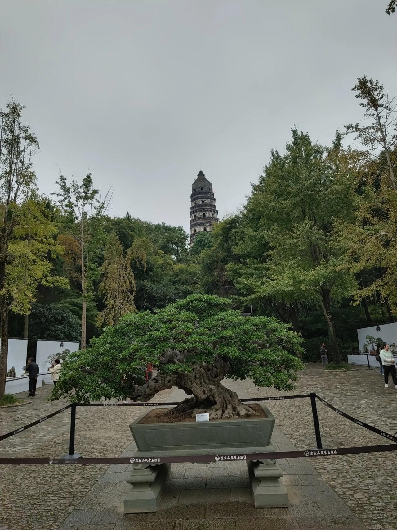 绝句/虎丘塔
风雨千年虎丘塔，
时光推移身已斜。
饱经风霜无损毁，
神灵护佑显佛