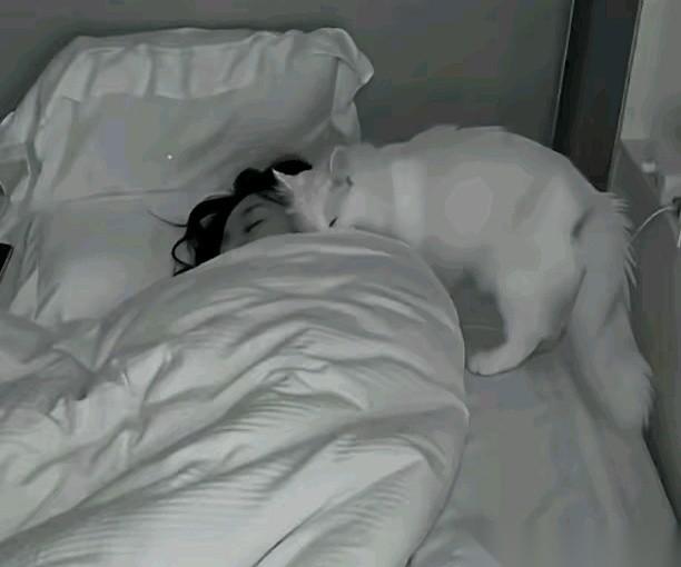 十六年来从不踏上床沿一步的老猫，清晨被发现死在女主人的枕头边。
监控记录还原了它