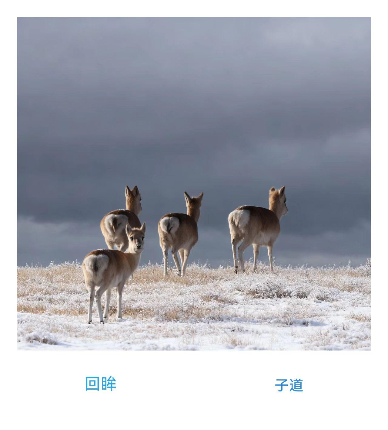 欣赏朋友子道藏羚羊作品《回眸》~
青海可可西里藏羚羊摄影作品，简直是大自然的绝美