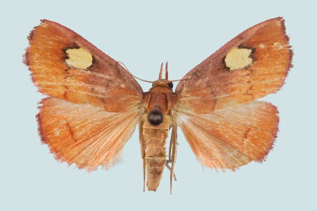 近日，泰山景区工作人员在玉泉寺开展泰山昆虫多样性调查时，利用灯诱法采集到一种色彩