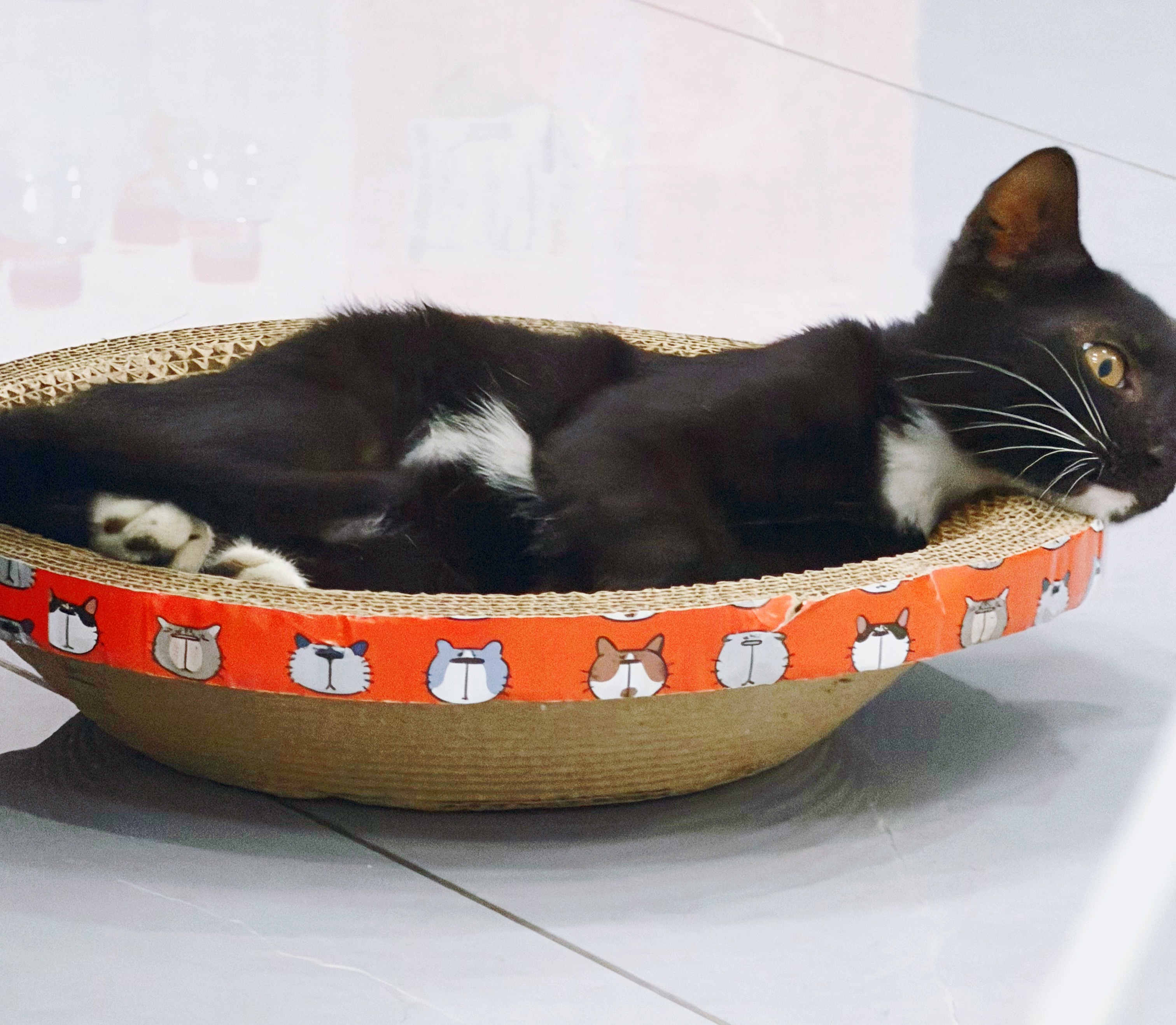 和大家宣布个事我捡到奶牛猫了 