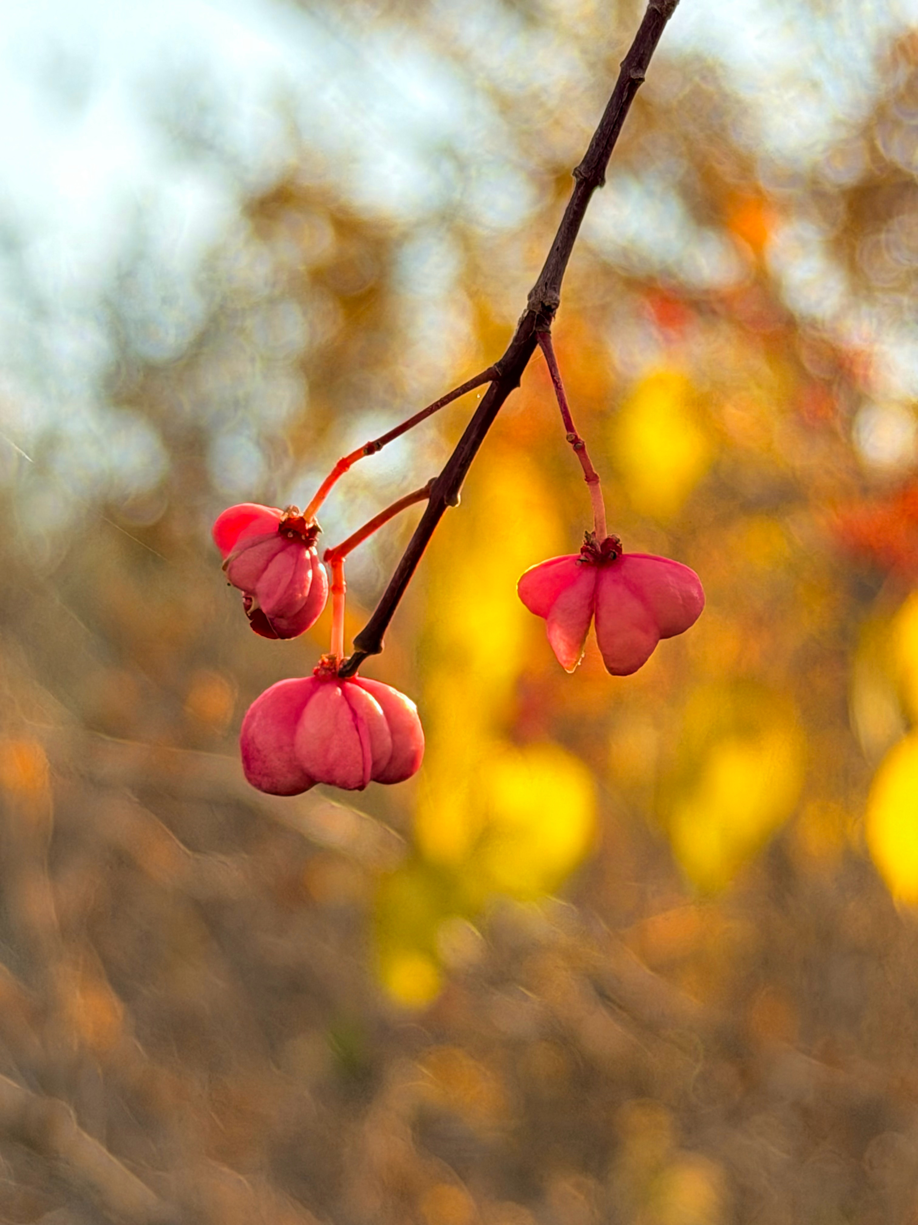 敬每个独一无二的秋用无糖可乐～🍁 ​​​