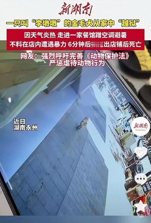湖南省永州，一只金毛犬从家中越狱，跑到一餐厅蹭空调，岂料，被餐厅使用暴力，导致死