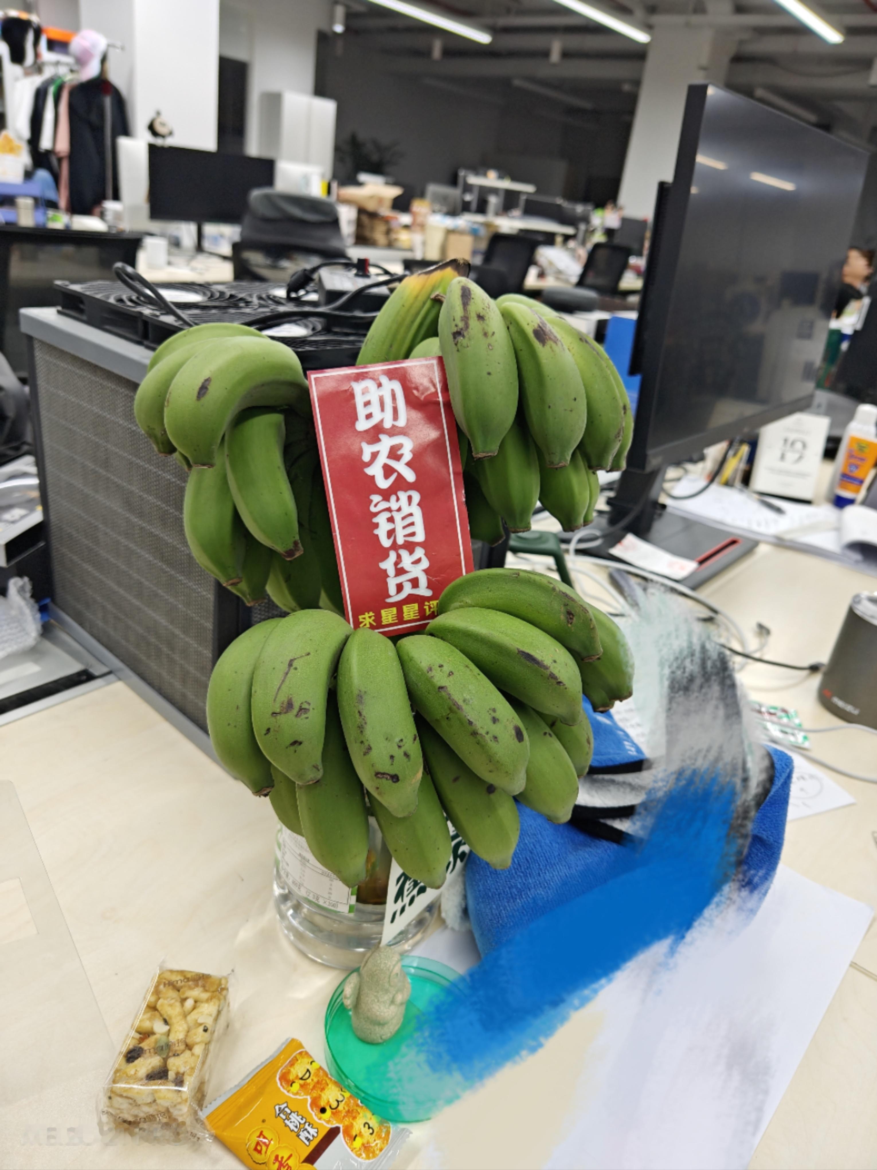 办公室里的蕉绿 ​​​