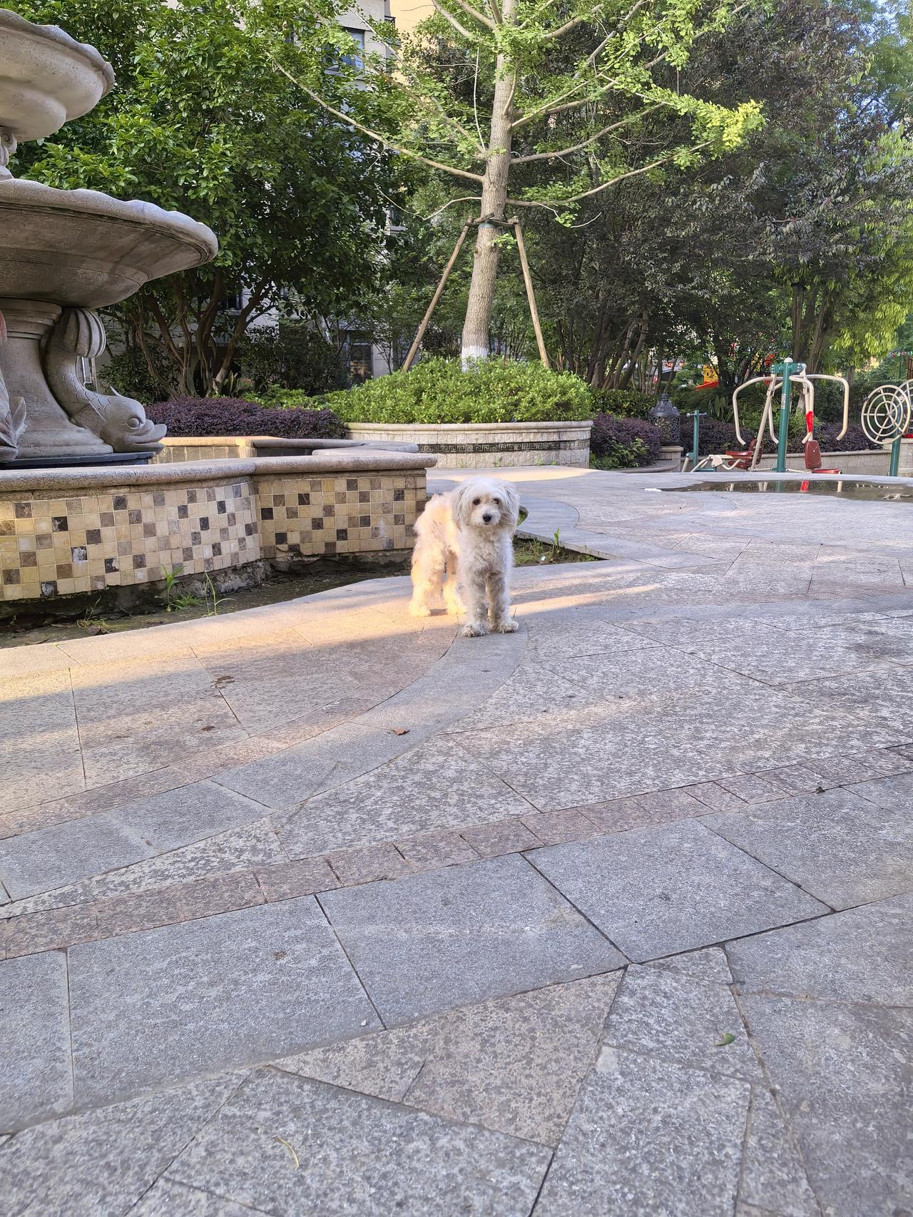 狗子今天第四天不吃了，喝的水马上就吐了，早上带它出去它就站在那里不动，也不跟我回