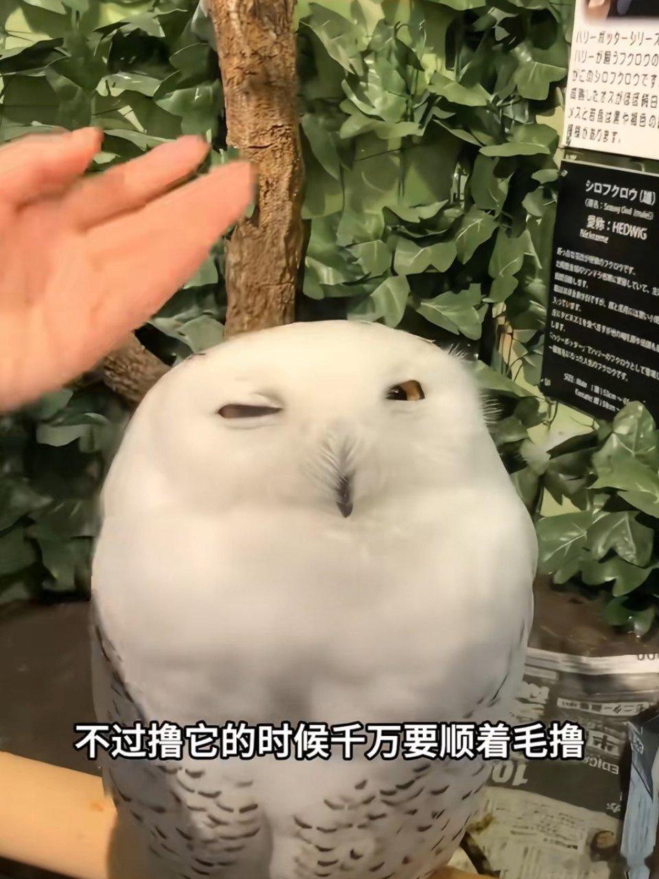 我觉得猫头鹰笑起来好猥琐啊 