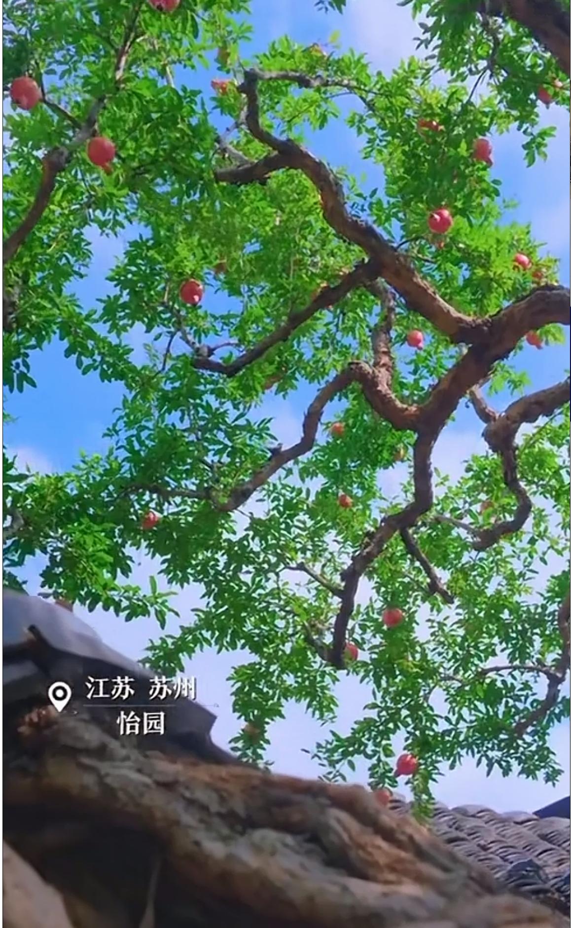 怡园枝头，石榴熟了

九月的风一拐弯，就钻进了苏州怡园。

这座园子素有"晚起之