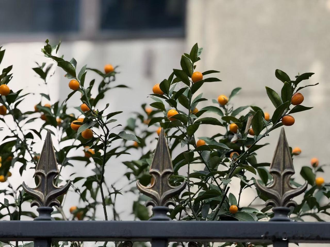 【小对联】
上：……？
下：经文。