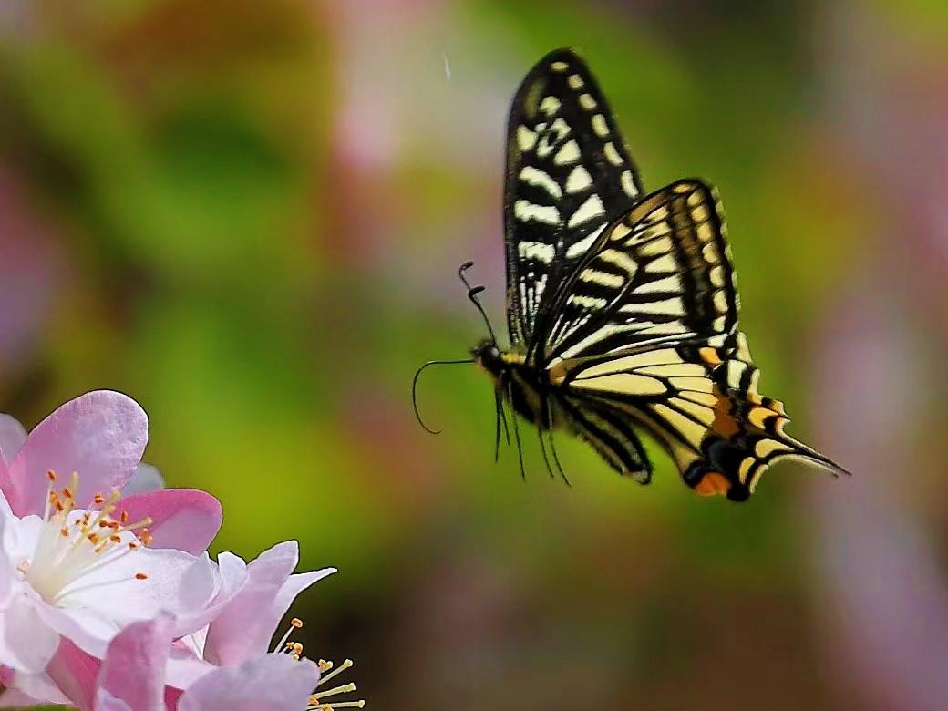 随手拍的花草树木