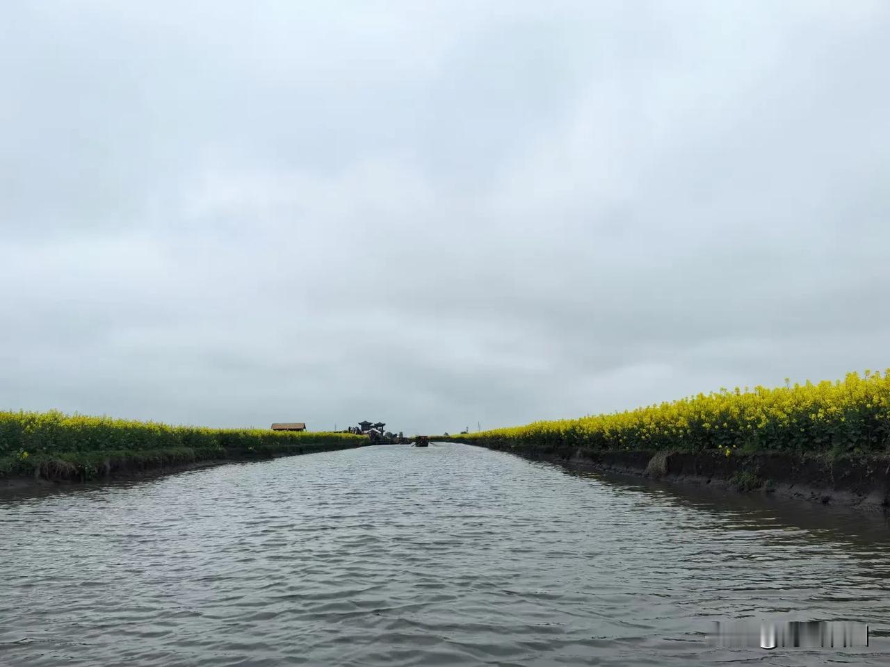 油菜花开春满田，黄澄澄一片香。