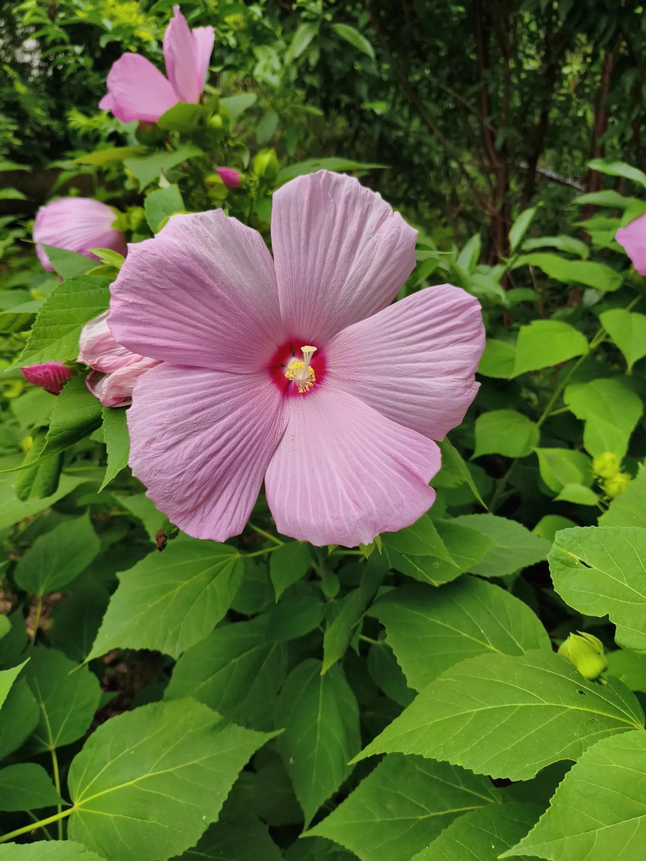 今天在路边拍的不知道叫什么🌸花