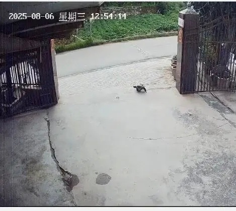 养了30年乌龟被人抱走了主人求别杀从法律角度看，抱走乌龟的男子侵犯了田女士的财产