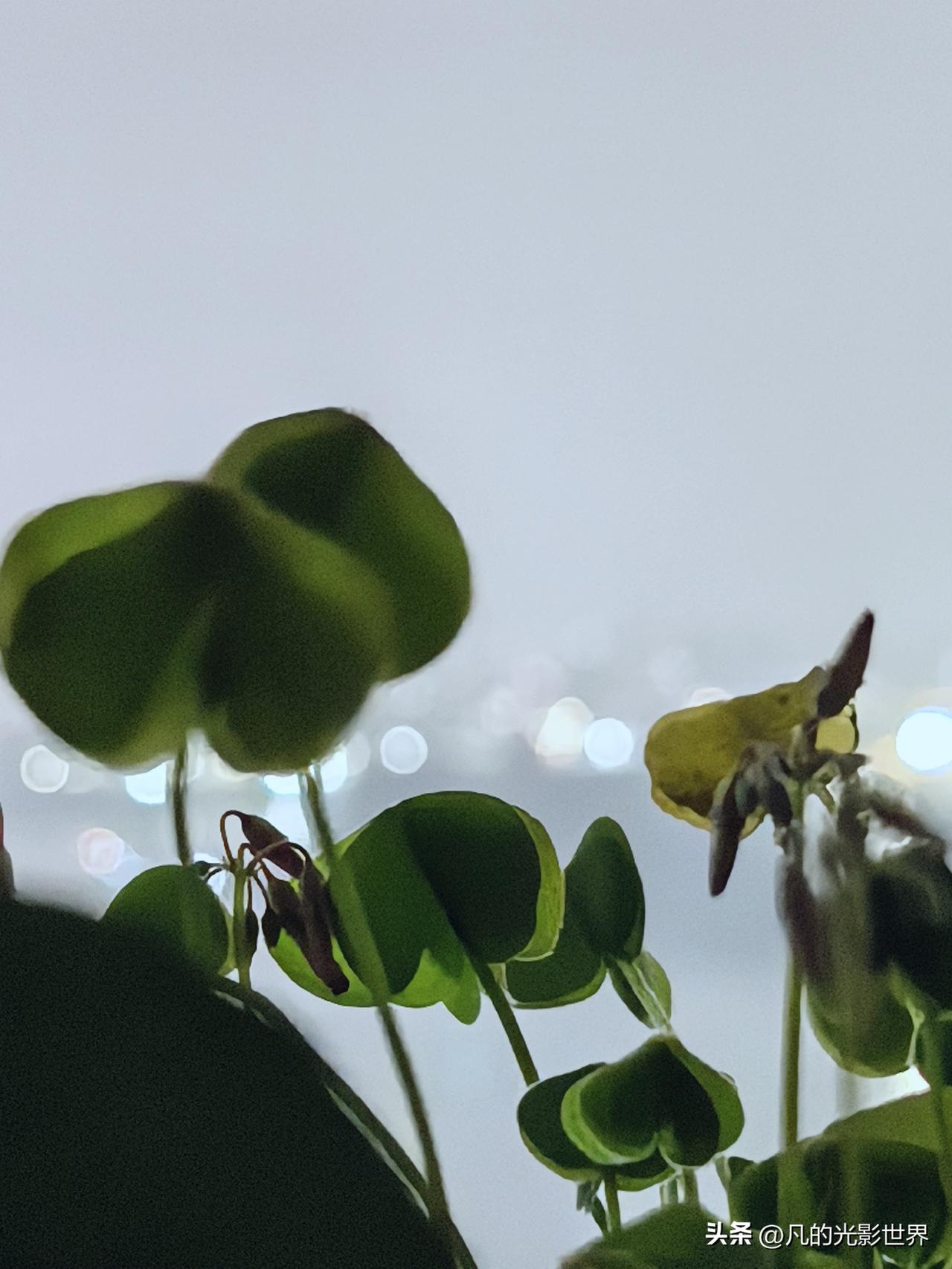 最近家里花盆闹花荒，就酢浆草有了几朵花骨朵，似开非开的，看着让人期待。说起养花，