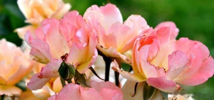 以二舅命名的月季 价格公布

近日，以二舅命名的“宝华”月季价格公布，单盆定价在