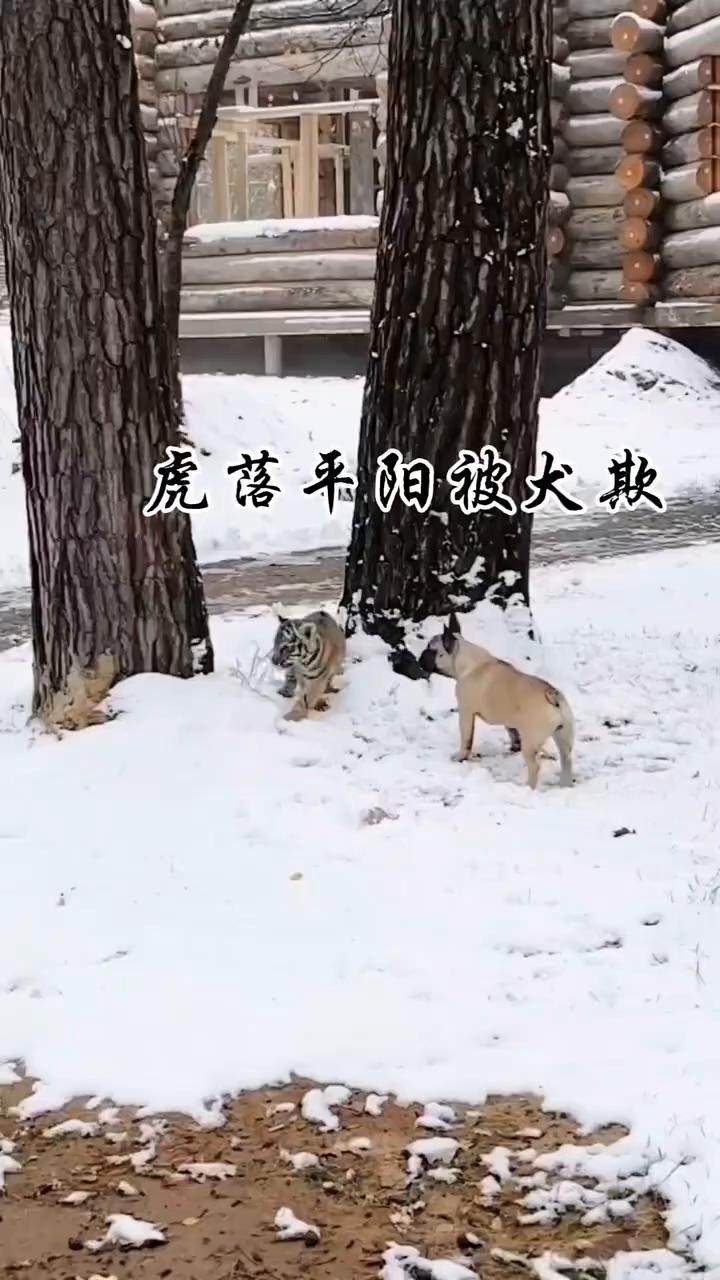 虎落平阳被大欺。