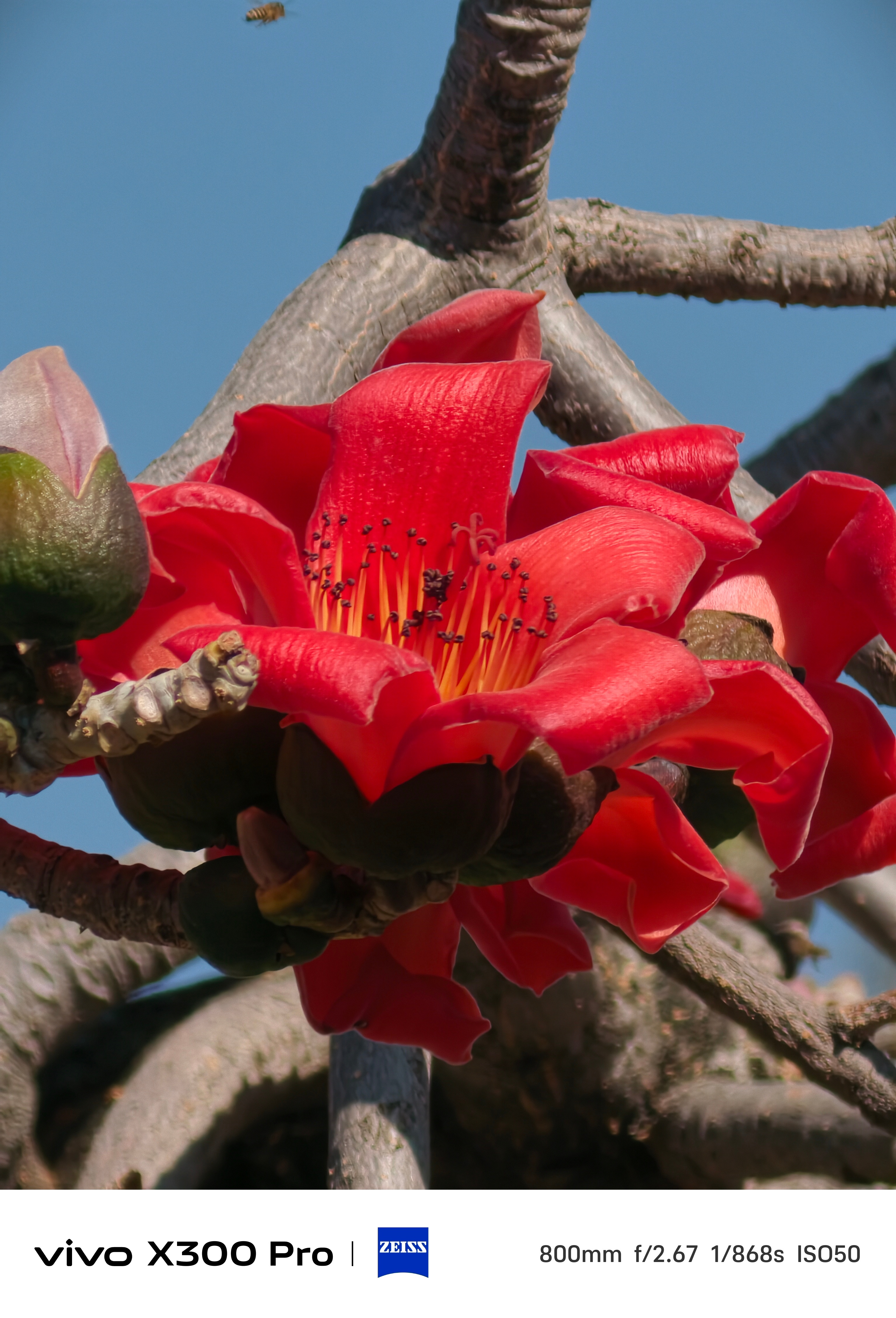 独属于攀枝花人的顺口溜：攀枝花的攀枝花开攀枝花了，攀枝花的家人们过年回攀枝花可以