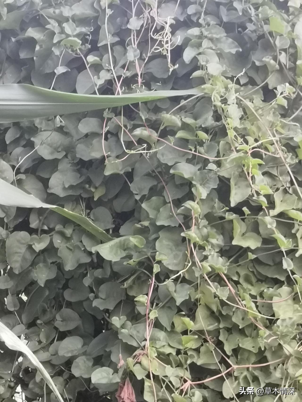 家乡的豆腐菜
家乡在中江农村，门前有一窝豆腐菜，这也是喊的三七叶子，在成都的时候