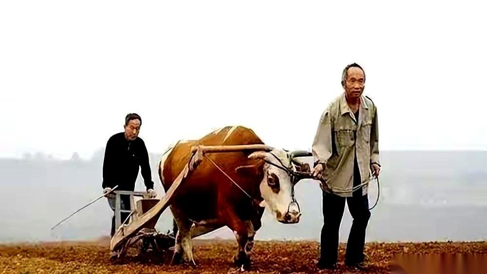 中国经济百强村的名单，像一记响亮的耳光。
清一色，全是当年顶着压力、拒绝分田单干