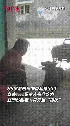 今个刷到这条视频，直接看破防了，心里又暖又酸。
 
        奶奶年纪大了