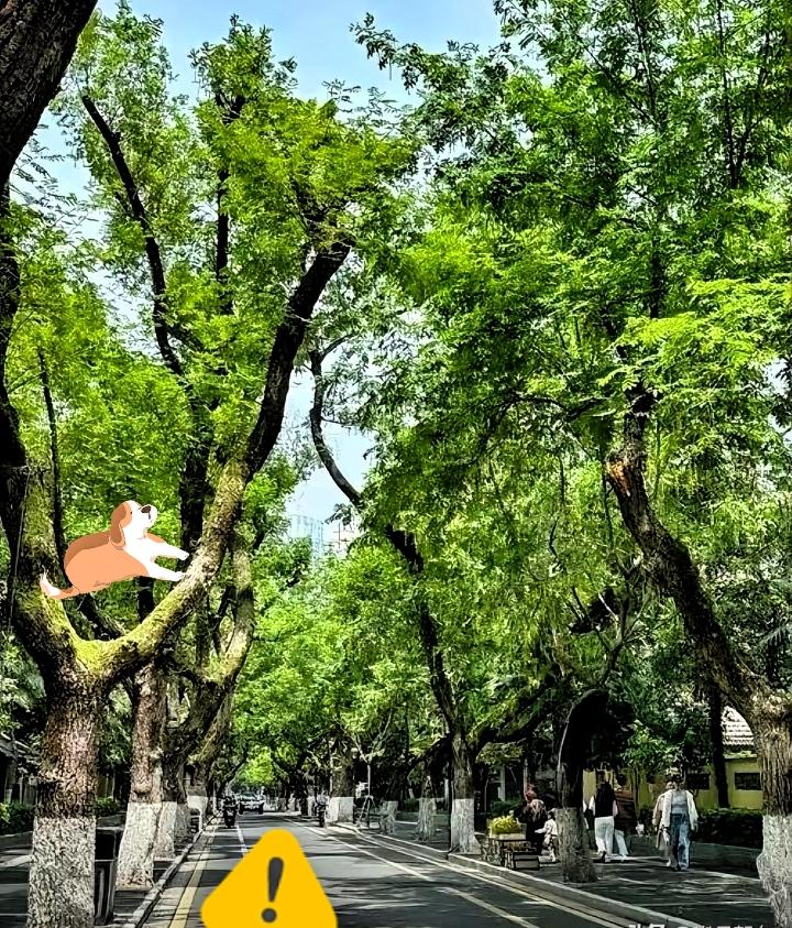 高温天硬扛？你扛的是命
 
给大家提个醒，
从现在开始，
每天中午千万不要出门，