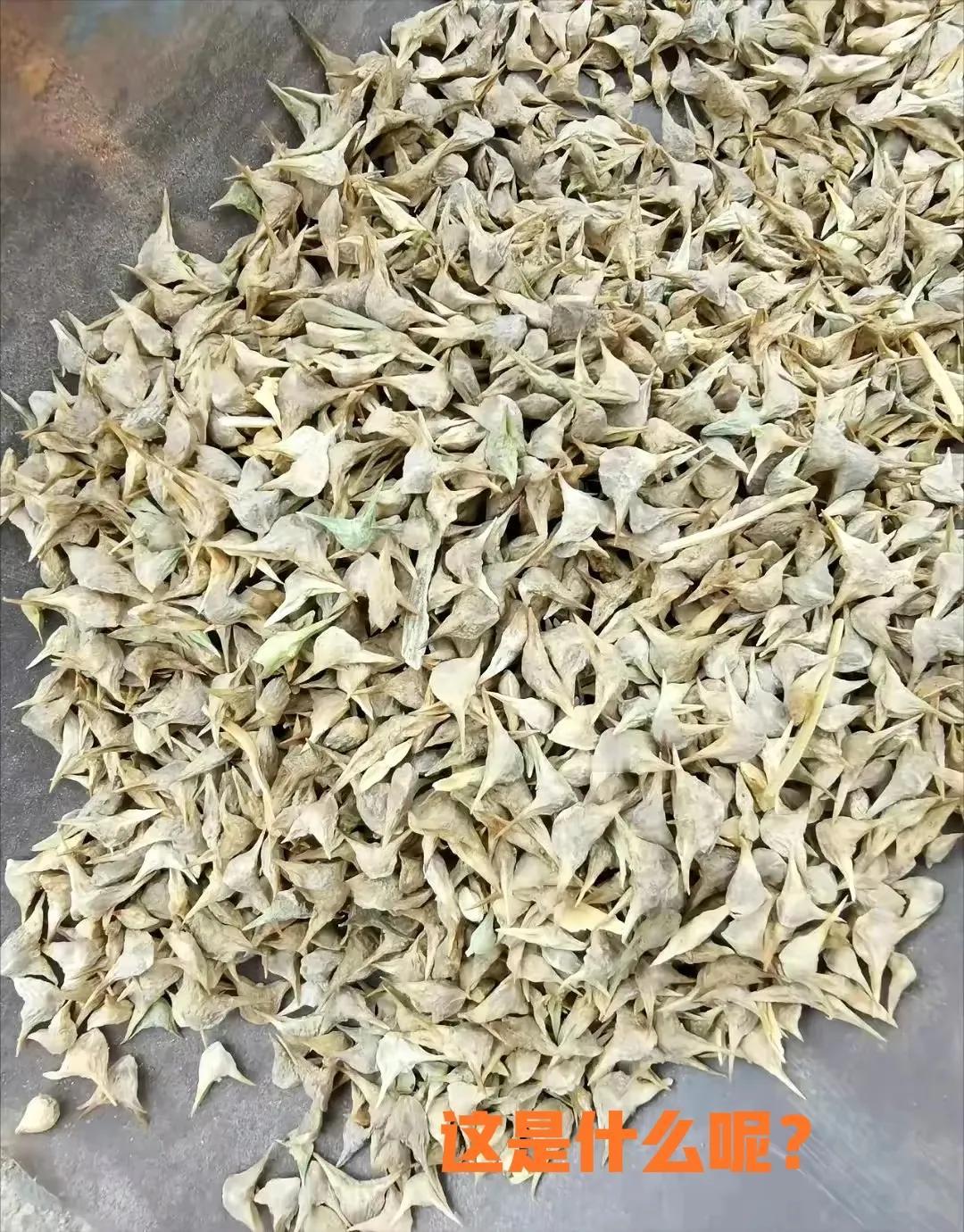 看到这张图片，100个人中有99个人说是菱角！[我想静静]其中有一个人说是菠菜的