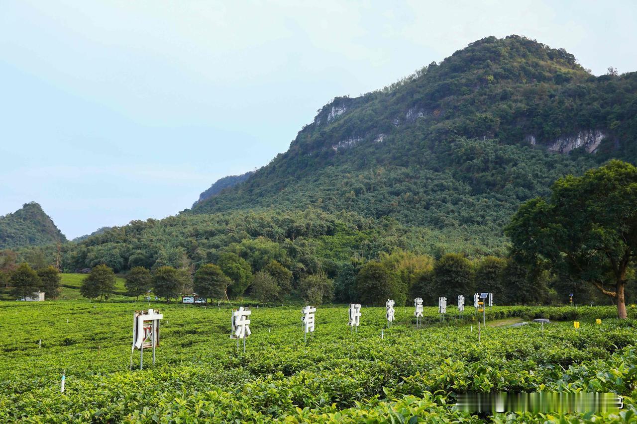 作为爱吃之人，走到哪里都会关注到当地特色美食，来到英德，大名鼎鼎的麻竹笋和红茶自