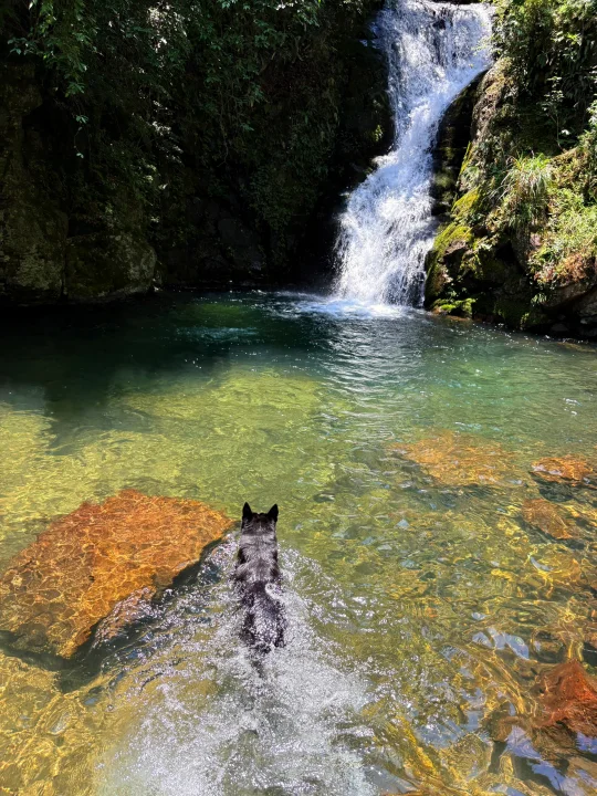 都在问❗️杭州1h直达🚗人狗都爱的瀑布玻璃水