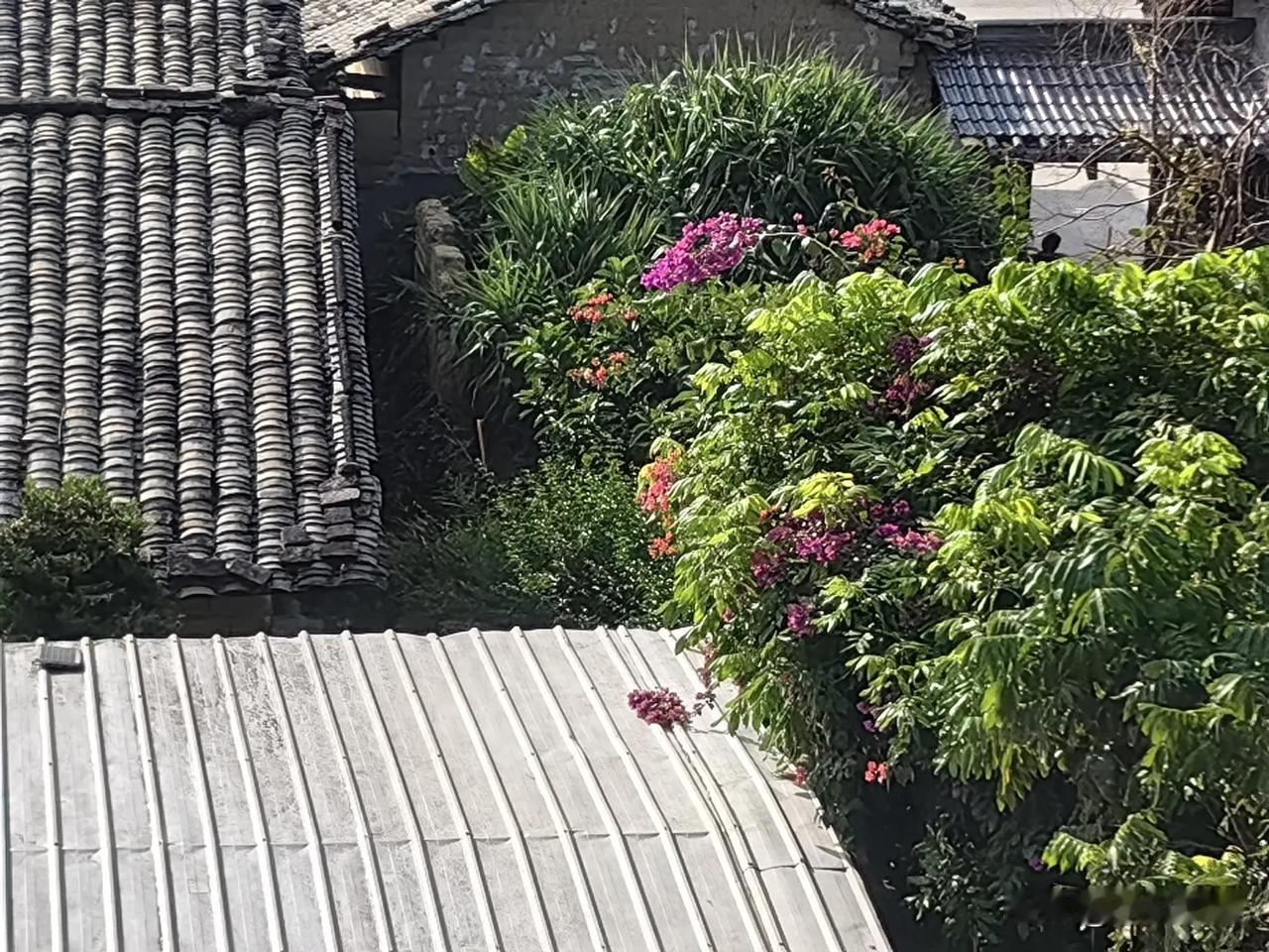 会爬树的三角梅