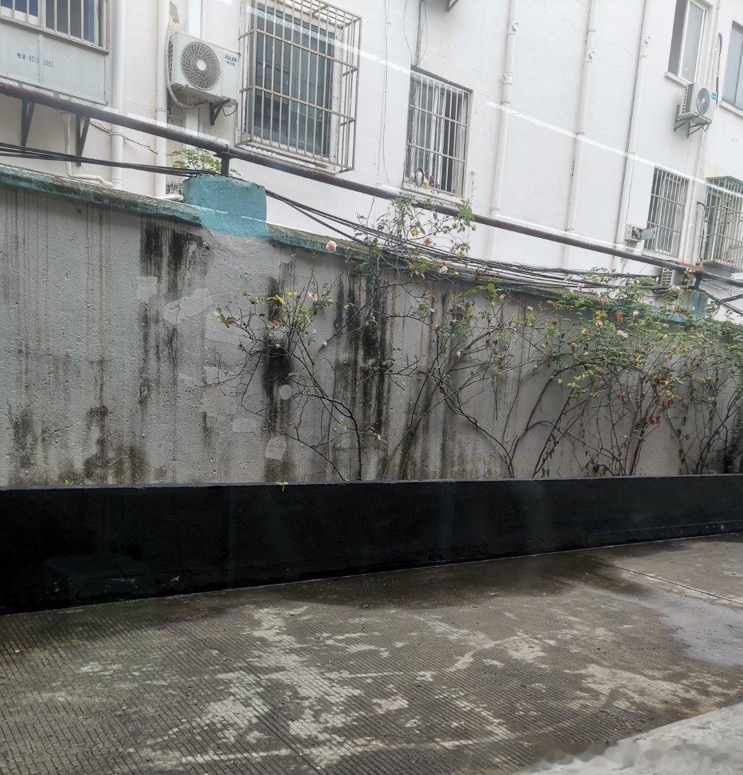 路过一个小巷子，居然看到了一些花朵🌸 