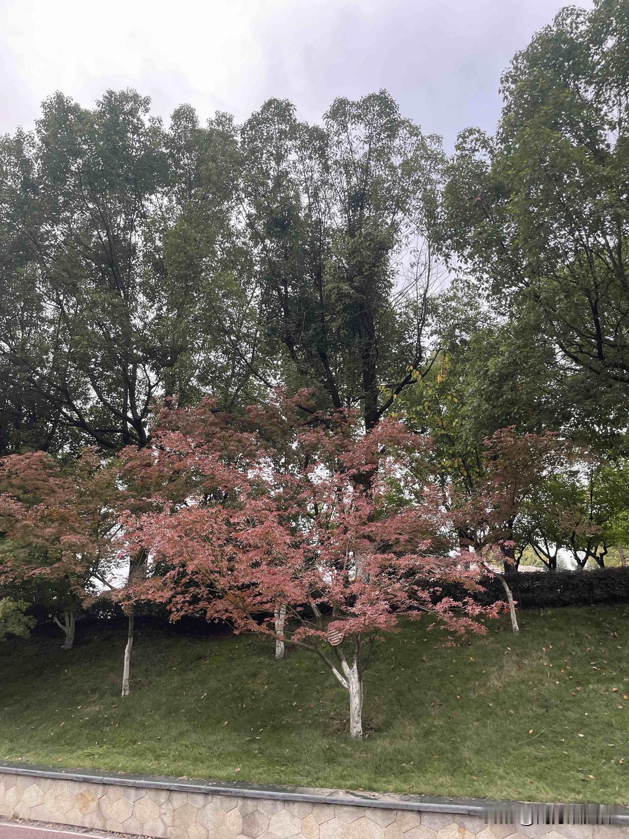 今天拍到了枫叶🍁树，有一点变红了，再冷些，才会红得更好看。