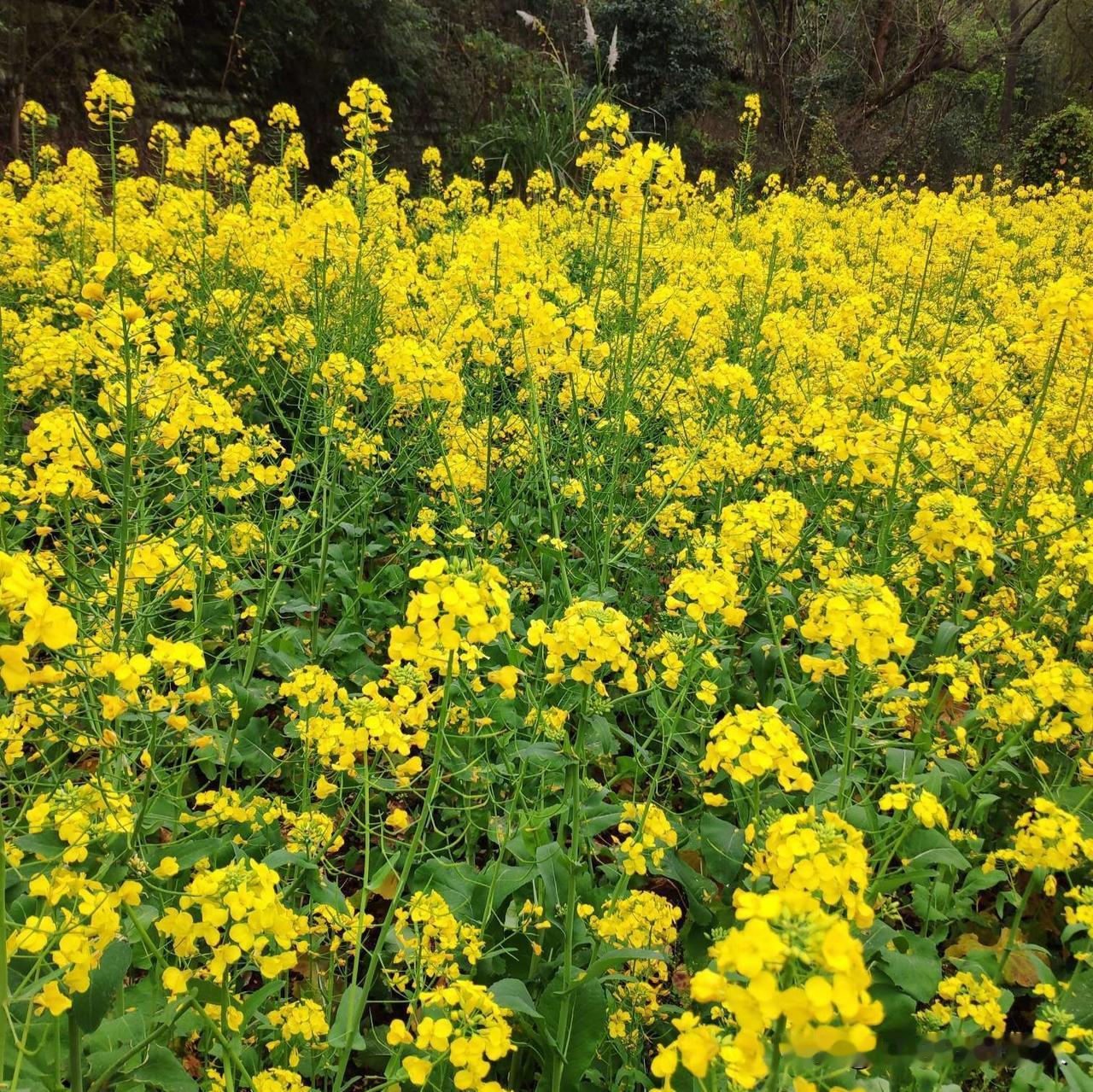 《春分》
春回大地气温和，
一分雨水如油贵；
今日踏上返青路，
放风吃菜乐悠悠。