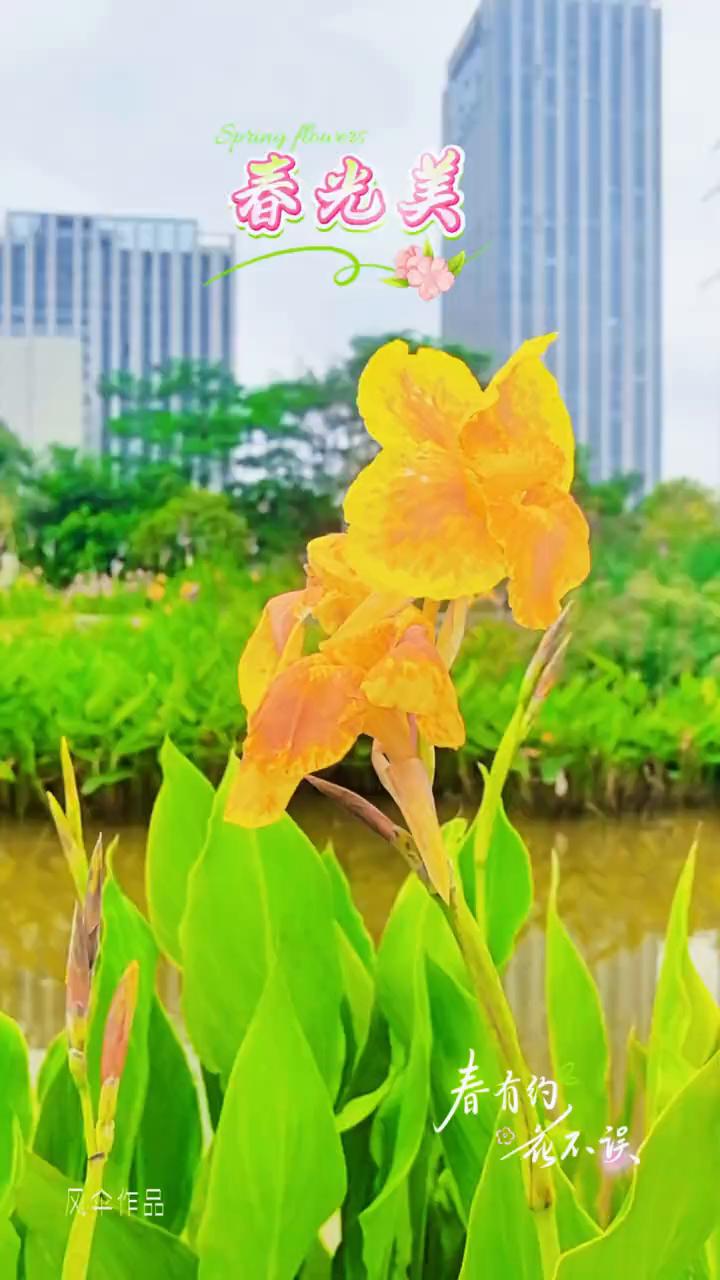 春光美，看有约，花不误。
风伞作品。
花和海中你追着鹿跑，花瓣轻轻沾在发梢。风一