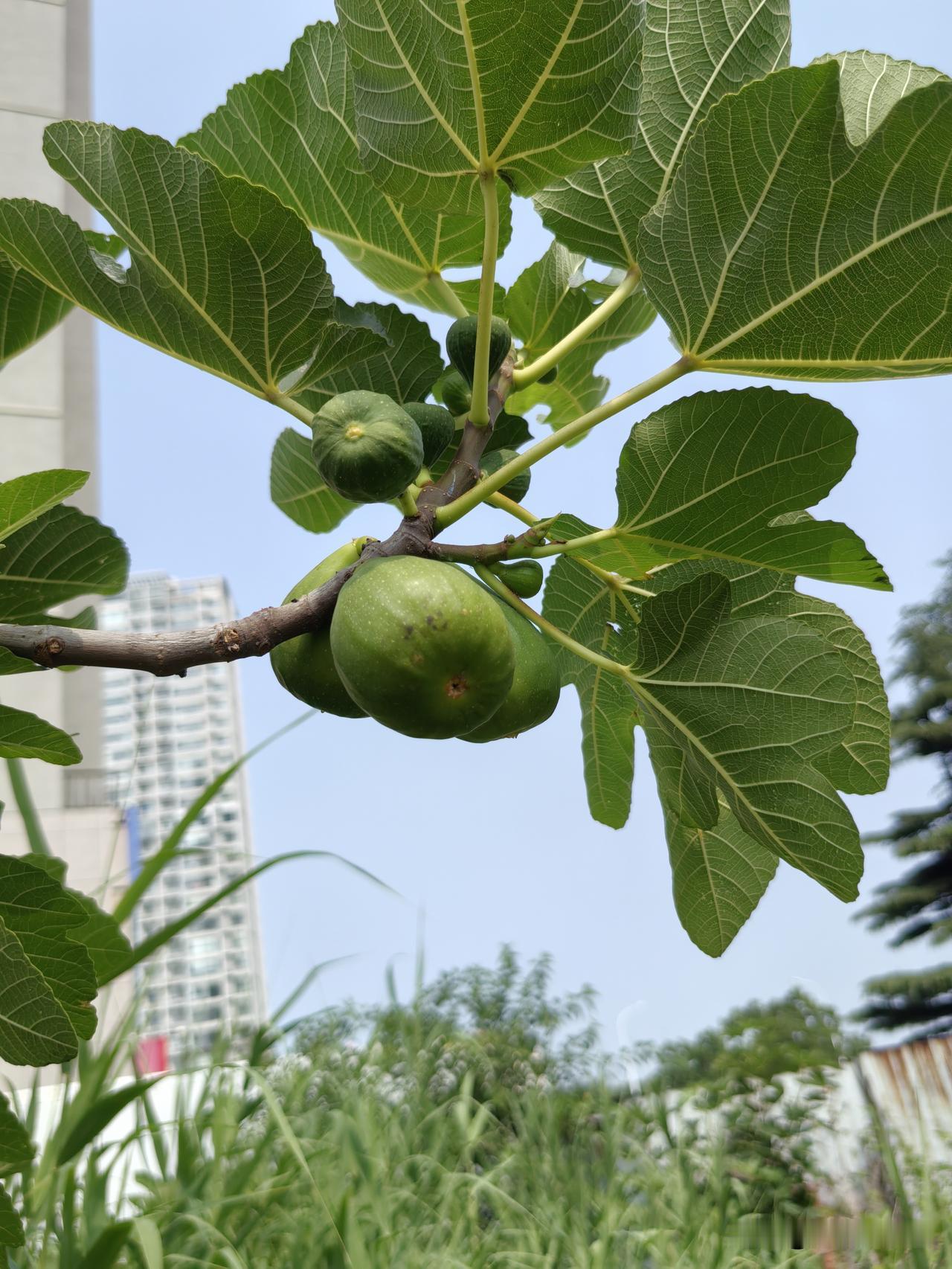 堆肥适应城市化发展吗?对城市化发展大有好处，大相适应。

城市，是应该有绿的，应