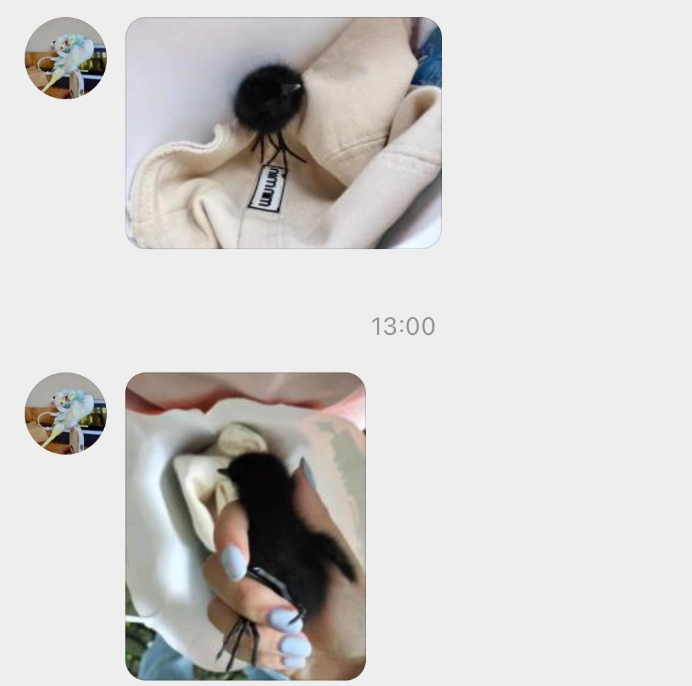 #鸟粉投稿#捡到一只小煤球是秧鸡科的幼鸟，它们出壳就会跑一般在小河边水田旁活动 