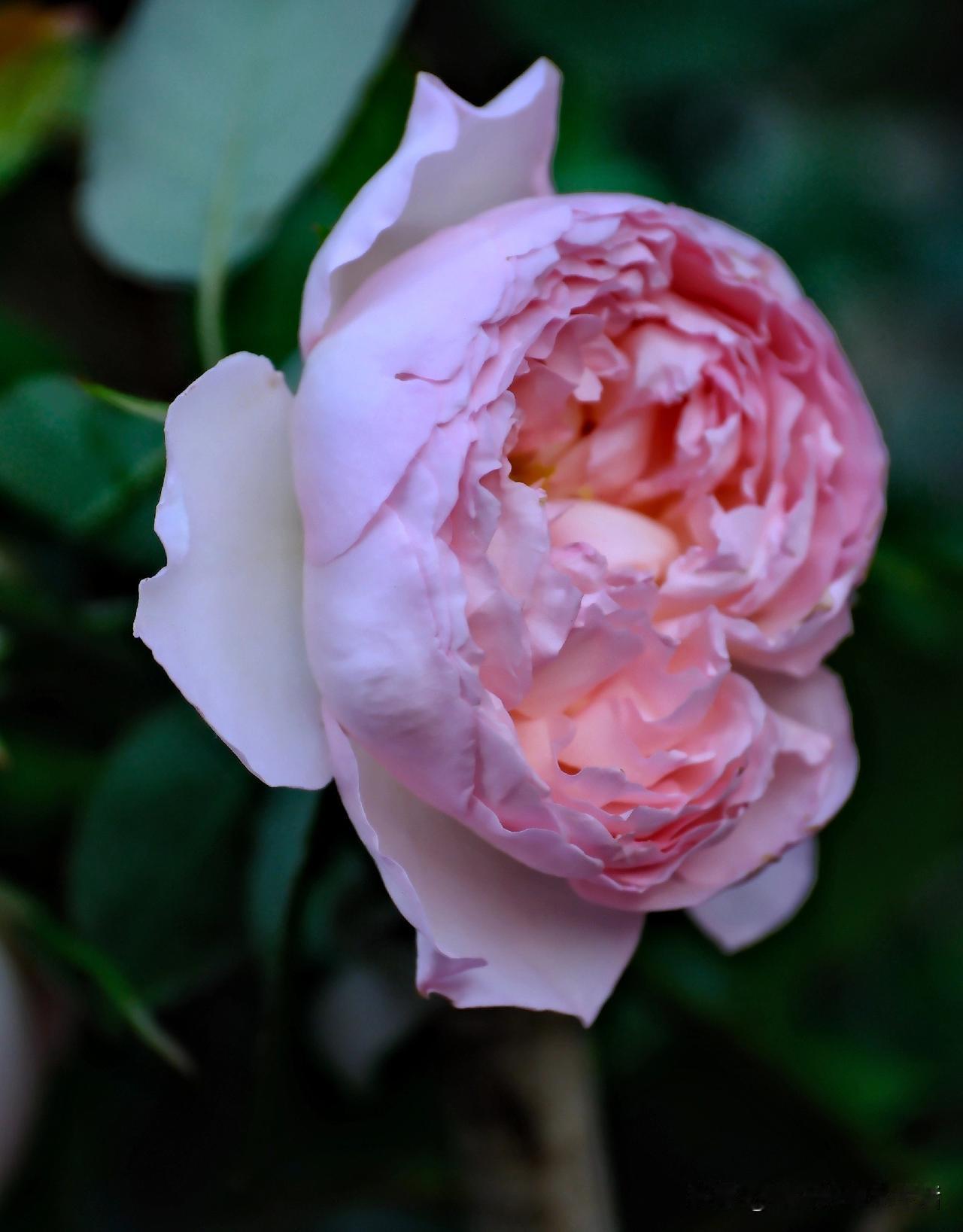 新栽的月季花开了第二波，
这次开的花不如第一波大，
但花型特别喜欢，
包子状的层